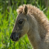Konik horses